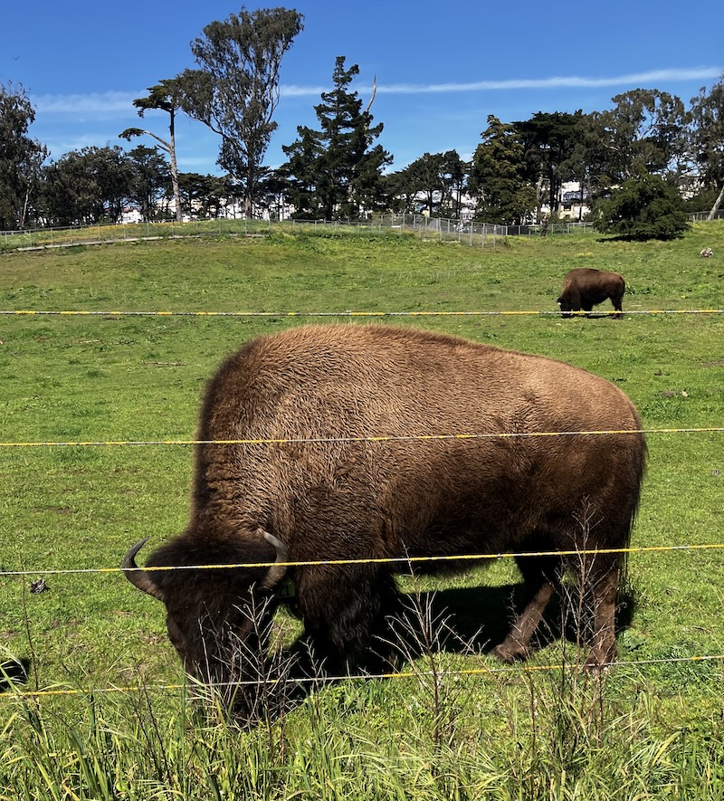 A photograph of a Bison in Golden Gate Park