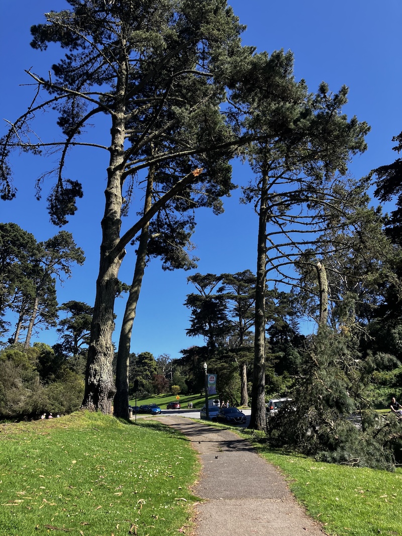 A photogrpah of a tree with a broken branch in Golden Gate Park